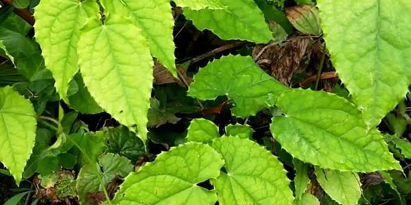 Epimedium--