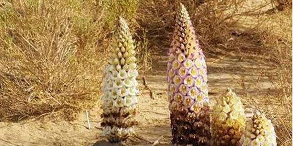 Cistanche-